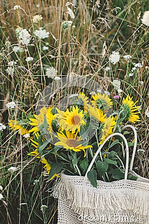 Beautiful sunflowers in straw bag in summer meadow in evening. Tranquil atmospheric moment in countryside. Gathering sunflowers Stock Photo