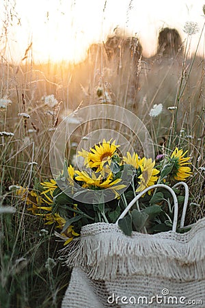 Beautiful sunflowers in straw bag in summer meadow in warm sunset light . Tranquil atmospheric moment in countryside. Gathering Stock Photo