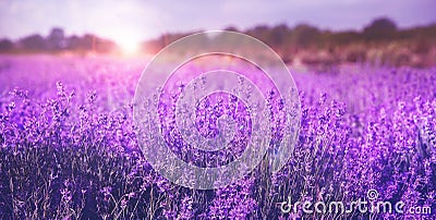 Beautiful sunlit lavender field. Banner design Stock Photo