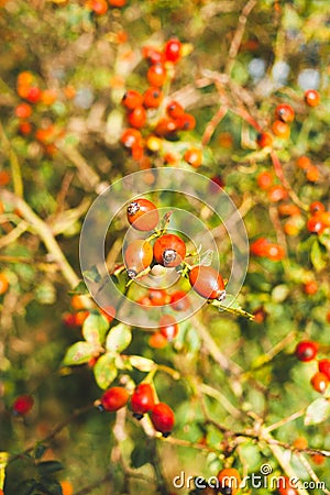 Sunny evening in the forrest Stock Photo