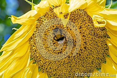 beautiful sunny blooming flower sunflower Stock Photo