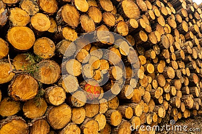 Beautiful sunny day in the woods cutting area. Felling of trees. DEforestation Stock Photo