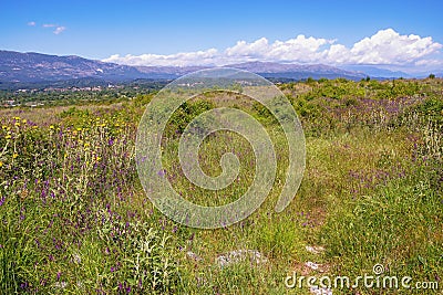 Beautiful sunny landscape. Montenegro, meadow with wildflowers Stock Photo