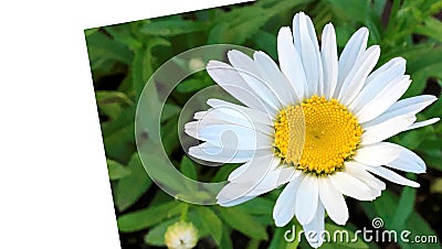 Beautiful sunny and white camomile flower card Stock Photo
