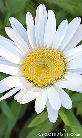 Beautiful sunny and white camomile flower - mobile wallpaper Stock Photo