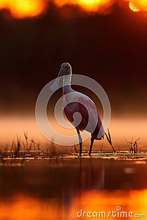 Beautiful sunrise with bird, Platalea ajaja, Roseate Spoonbill, in the water sun back light, detail portrait of bird with long fla Stock Photo