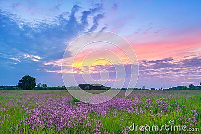 Beautiful sunrise countryside field flowers sky clouds landscape Stock Photo