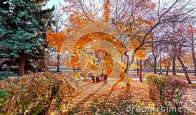 Beautiful sunset alley of golden maple trees Stock Photo