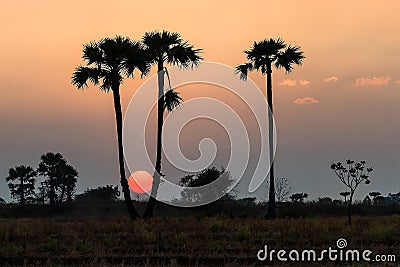 Silhouette,Dark tree on open field dramatic sunrise. Stock Photo