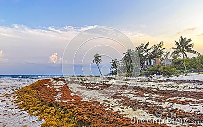 Beautiful sunset evening at beach coast with sea weed Mexico Stock Photo