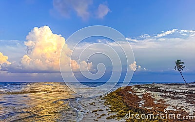 Beautiful sunset evening at beach coast with sea weed Mexico Stock Photo
