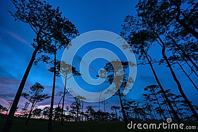 Beautiful Sunset in evening pine yard on phu soi dao national park, Thailand Stock Photo