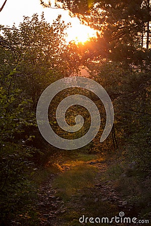 Beautiful sun in the forest Stock Photo