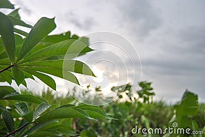 Beautiful sunset in a fortrest, Green and make fresh. Stock Photo