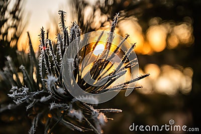 Beautiful sunset and frost pine needles at winter, Finland Stock Photo