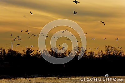 beautiful sunset, gulls fly Stock Photo