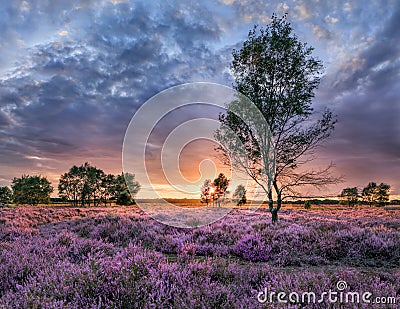Beautiful sundown on a heather with dramatic clouds and a birch tree in front, The Netherlands Stock Photo