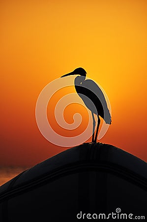 Beautiful sunset over the sea with reflections of red and yellow rays on the sea surface playing on the beach waves with a bird on Stock Photo