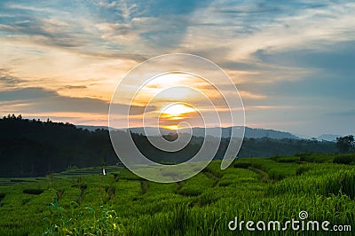 Beautiful sunset in paddy field Stock Photo