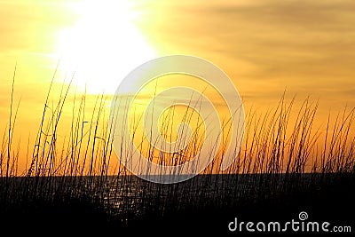 Beautiful sunset on the sea in the high grass - sunset light, horizontal, blurred sea on background, copy space/ Nature, summer, g Stock Photo