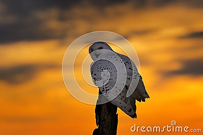 Beautiful sunset sky with flying owl. Snowy owl, Nyctea scandiaca, rare bird sitting on the tree trunk Stock Photo