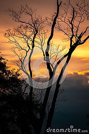 Beautiful sunset sky through silhouette bare tree Stock Photo