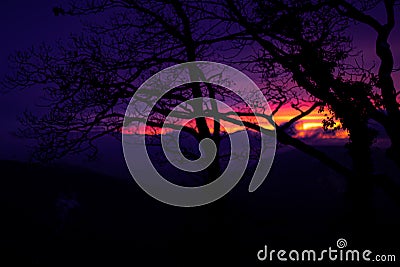 Beautiful sunset with tree silhouettes Stock Photo