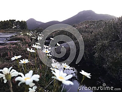 Beautiful sunset view hartz peak tasmania mountain with daisy Stock Photo