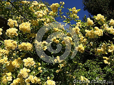 Beautiful Supple branches of Banksiae rose Stock Photo