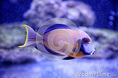 Beautiful surgeon fish in aquarium water Stock Photo