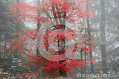 Beautiful surreal alternate color fantasy Autumn Fall forest lan Stock Photo