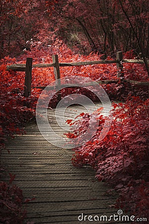 Beautiful surreal red landscape image of wooden boardwalk throughforest in Spring Stock Photo