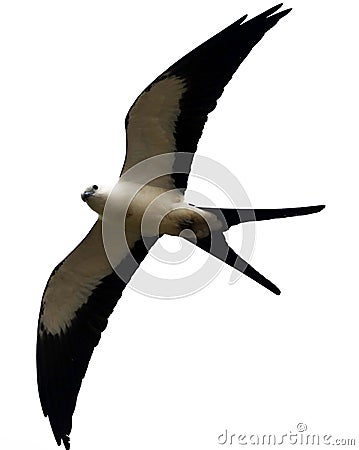 Swallow-tailed kite prey bird hunting in the skies of Costa Rica Stock Photo