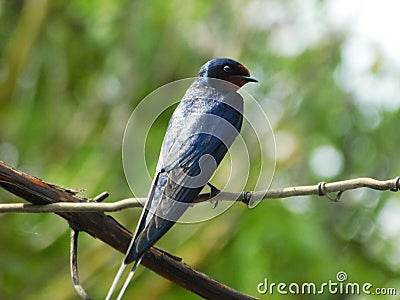 beautiful swallow on a wire. Swallow. beautiful bird Stock Photo