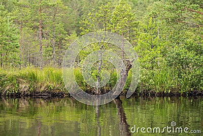 A beautiful swamp landscape near the lake in morning light. Marsh scenery in Northern europe. Stock Photo