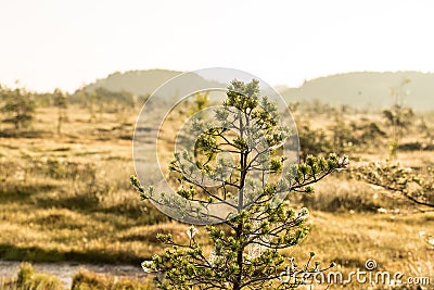 A beautiful swamp landscape near the lake in morning light. Marsh scenery in Northern europe. Stock Photo