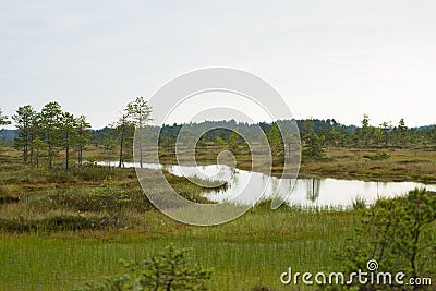 A beautiful swamp landscape near the lake in morning light. Marsh scenery in Northern europe. Stock Photo