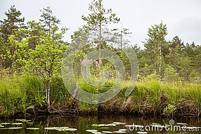 A beautiful swamp landscape near the lake in morning light. Marsh scenery in Northern europe. Stock Photo