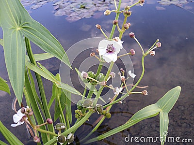 A beautiful swampy flowering shrimp plant with pale pink flowers Stock Photo