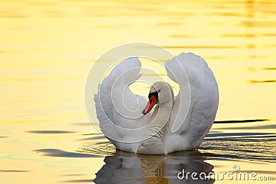 beautiful swan mating behaviour Stock Photo