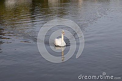 Swan moving forward in a river Stock Photo