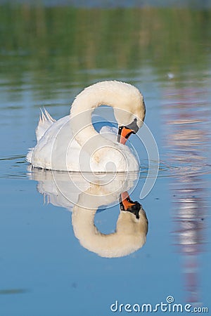 Swan in the morning with reflection Stock Photo