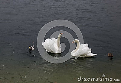 Beautiful swan swimming on Hallstatt lake Stock Photo