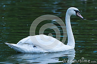Mute Swan in a lake. Stock Photo