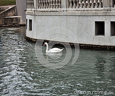 Beautiful swan that wanders quietly in a course of water in Treviso. Stock Photo