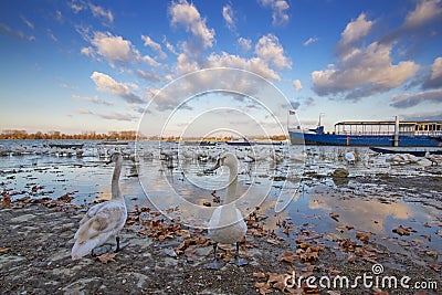 Beautiful Swans on the Danube river in Zemun,Serbia Stock Photo