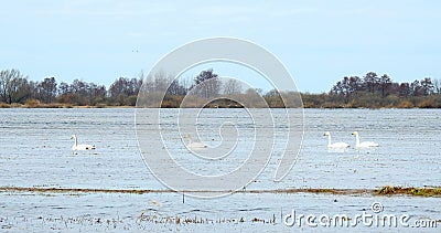 Beautiful swans floating on water in flood field, Lithuania Stock Photo