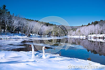 Beautiful swans relaxing on the snow by the lake in frosted forest. Stock Photo