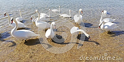 Beautiful swans and sun glare on the sea water. The bottom of the sea through the waves on a summer sunny day. Background Stock Photo