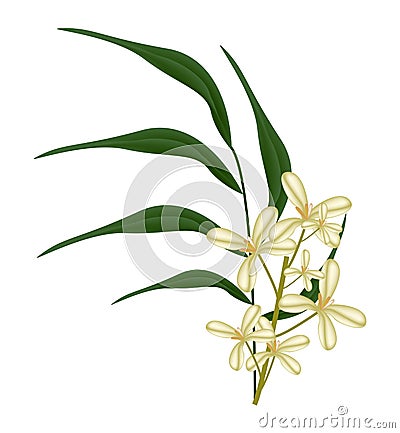 Beautiful Sweet Osmanthus Flower and Green Leaves Vector Illustration